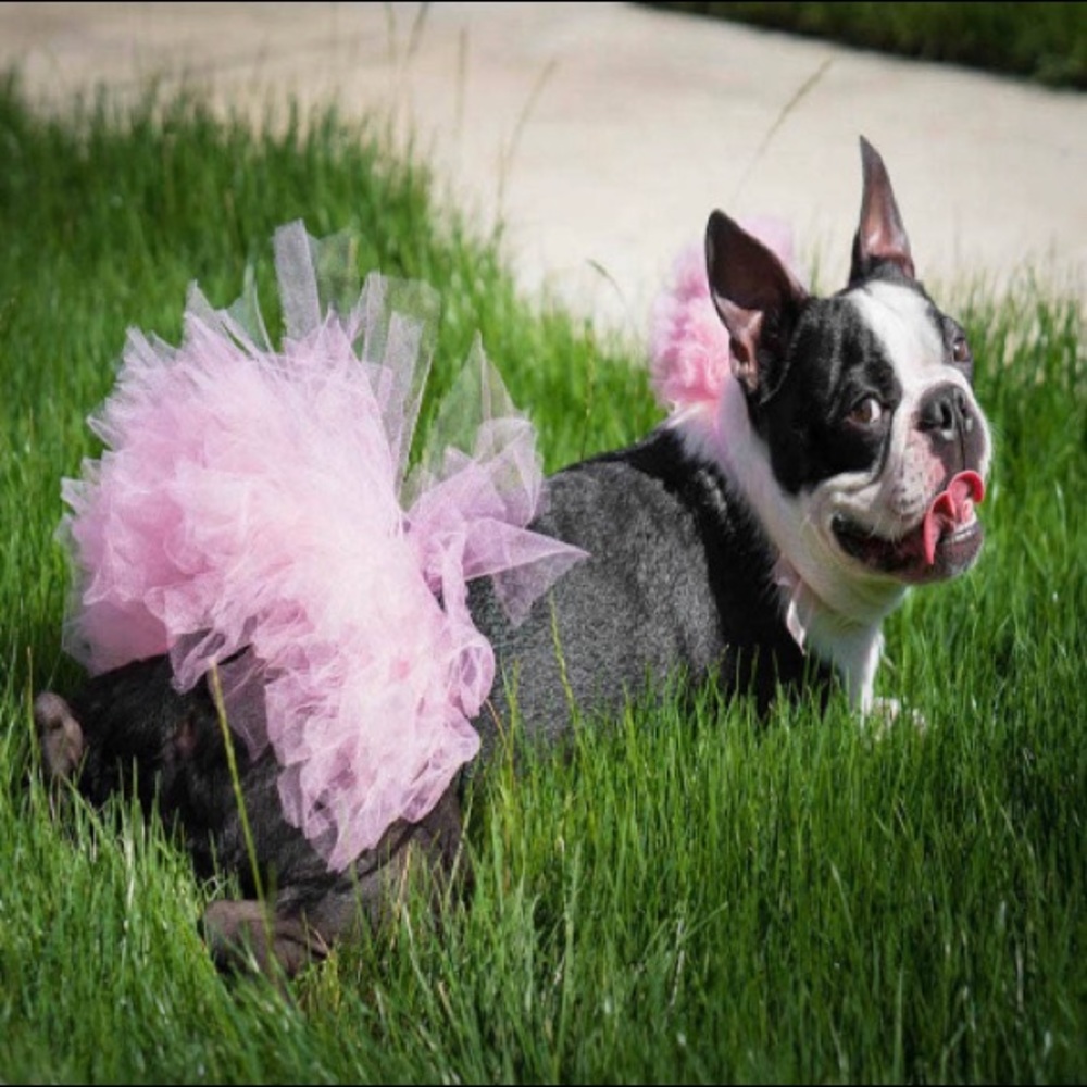 Pet Tutus